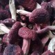 野生红菌菇